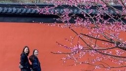 杭州：打卡錢王陵園紅墻梅花