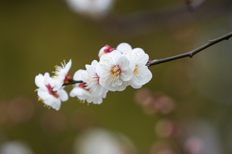 山东好景丨济南五龙潭春景妙不可言