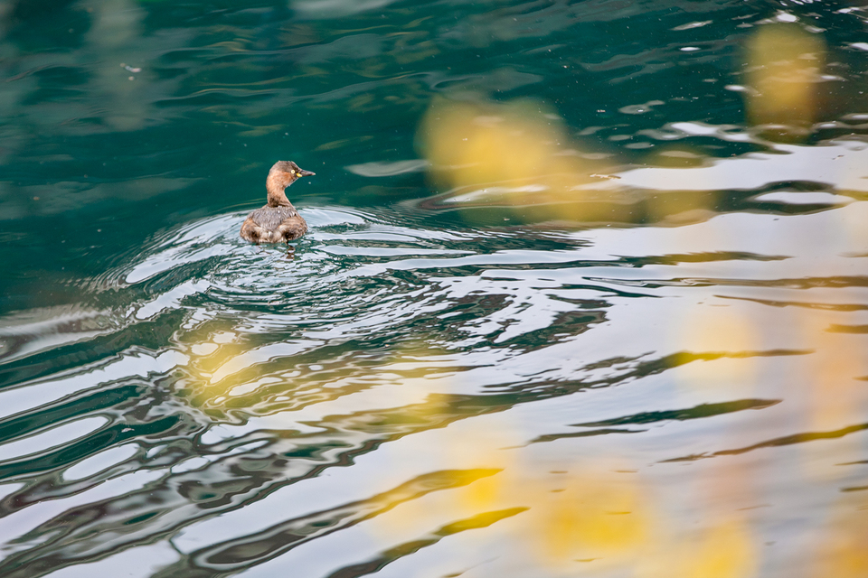 山东好景丨济南五龙潭春景妙不可言