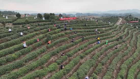 踏春出游好时节 贵州平塘旅游市场快速回暖_fororder_春茶第一壶采茶比赛