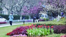南京：春日街头 景色如画