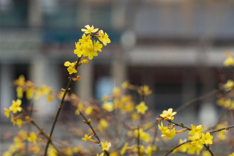 山东好景丨济南五龙潭春景妙不可言