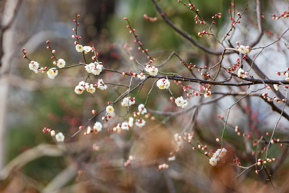 山东好景丨济南五龙潭春景妙不可言