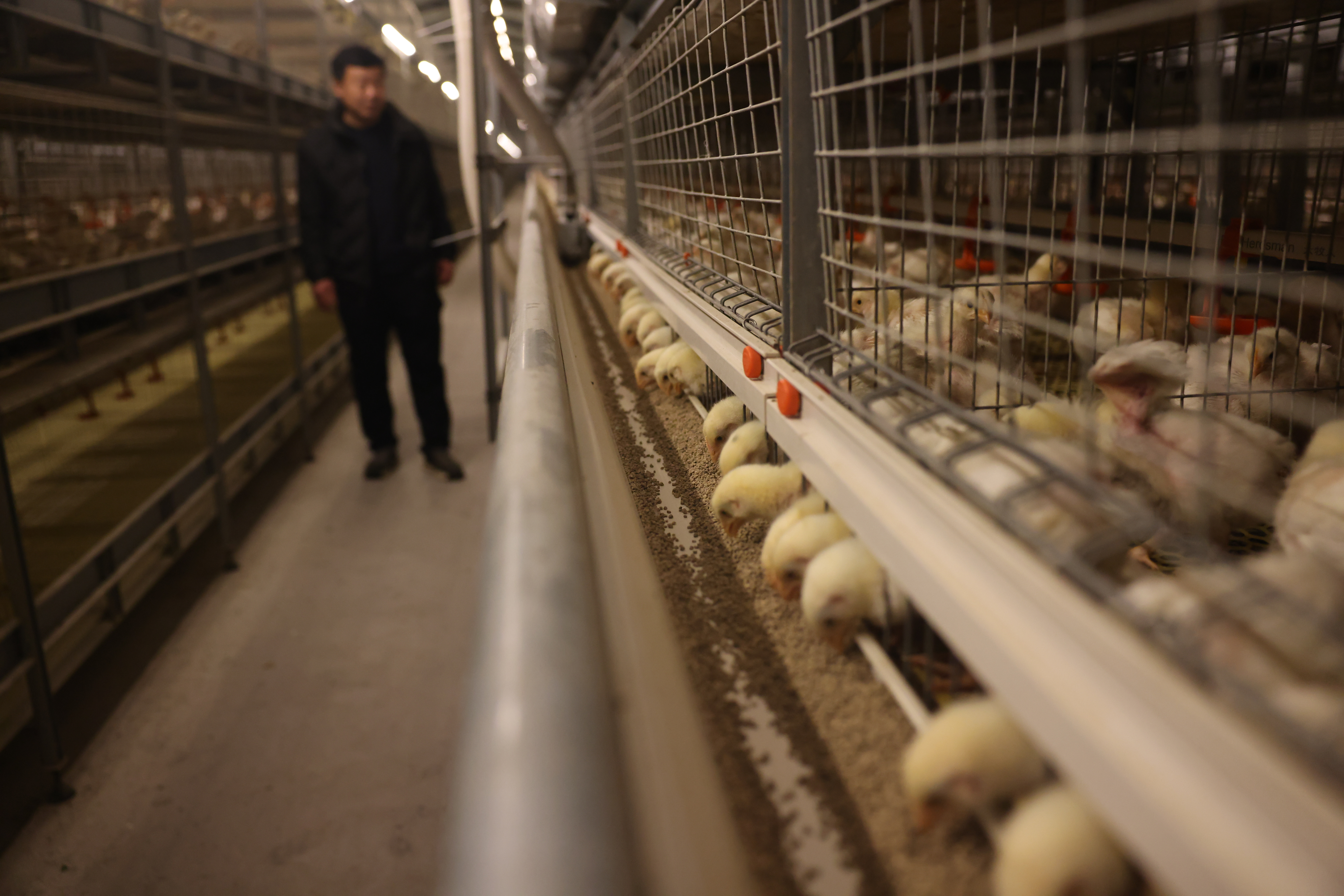 河北臨漳：“智慧養殖”助力鄉村振興_fororder_雞1