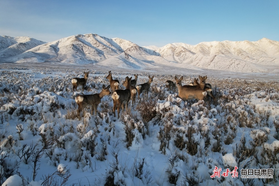 武威天祝草原成群狍鹿雪地悠闲散步