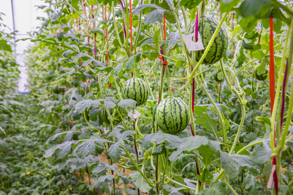 山东潍坊：瞧！西瓜成了“绿糖丸”