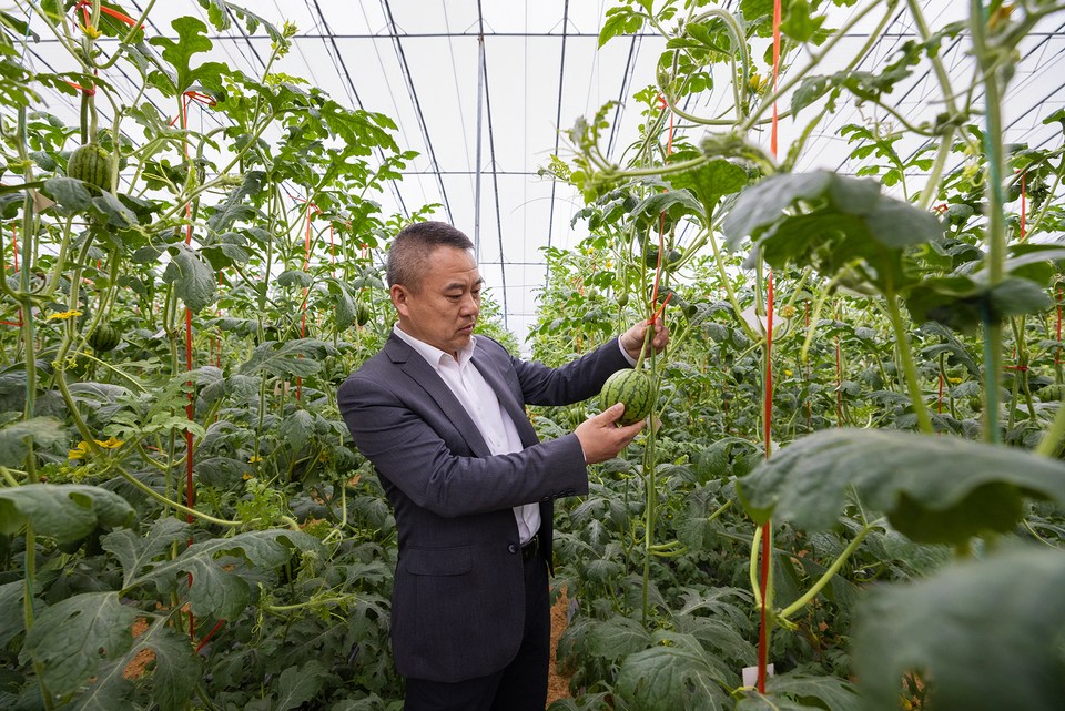 山东潍坊：瞧！西瓜成了“绿糖丸”