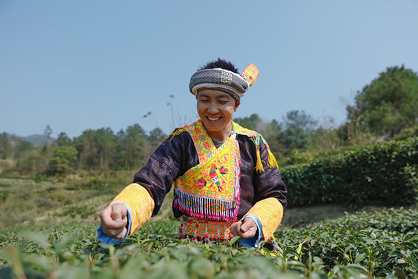 瀘州古藺：苗鄉春茶開採 嘗春天第一口“鮮”_fororder_苗家阿哥採摘今年第一茬春茶嫩芽（攝影：劉媛-）