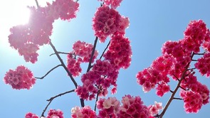 昆明官渡：倾听花开的声音