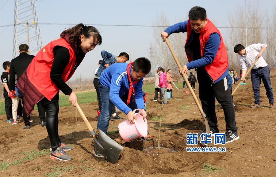 山东枣庄：栽植绿家园