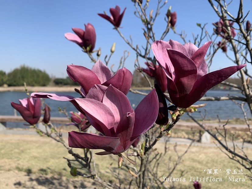 【文化旅游】上海辰山植物园木兰园迎来盛花期