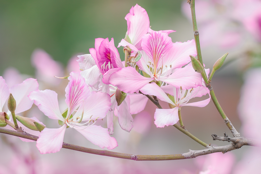 南宁市江南区：百花争艳满城香