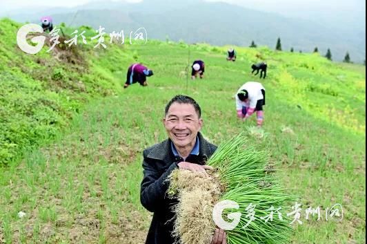 （大扶貧）“蔥”忙村支書黎應松：香蔥賣到9塊5 村民可以多賺了