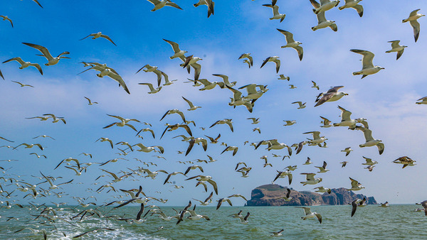山東威海：春暖花開緩緩歸，鷗鷺振翅漫天飛
