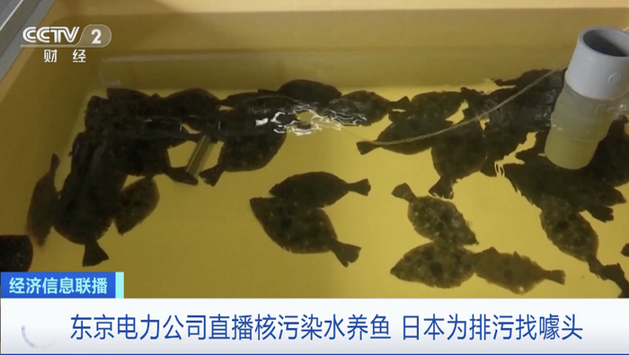 直播核污染水養魚？日本為排污找噱頭