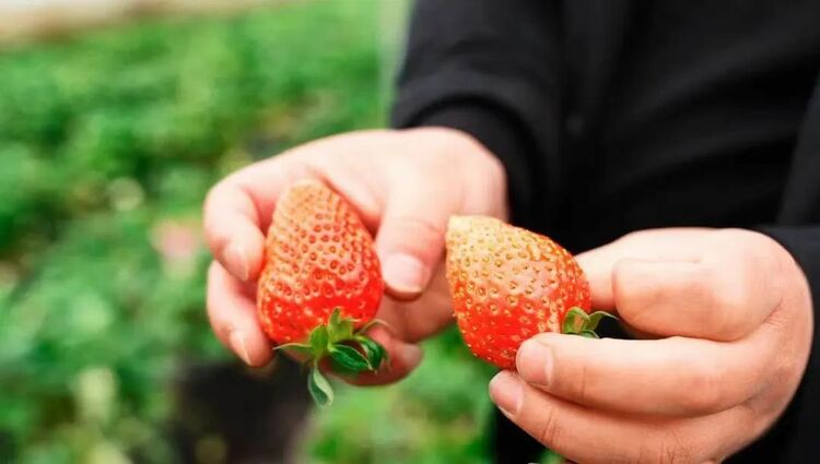 【奋进的春天】 小草莓， “红”了集体经济！_fororder_20