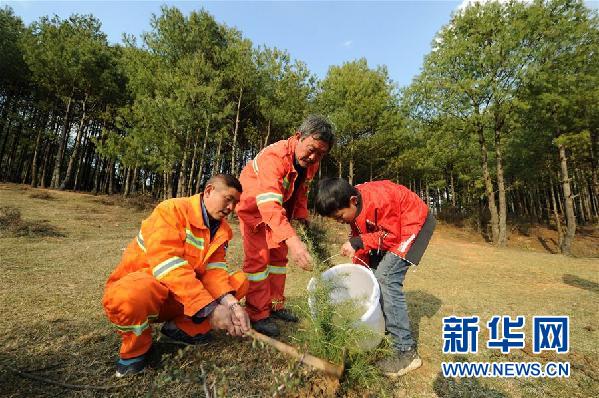 （大生态）贵州沙子坡林场：三代护林员守护一片“林海”