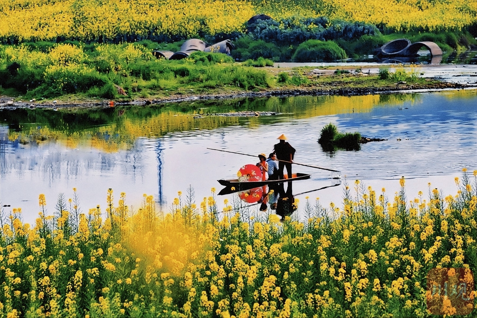 （轉載）多地油菜花開了！邛崍、崇州……遍地金黃