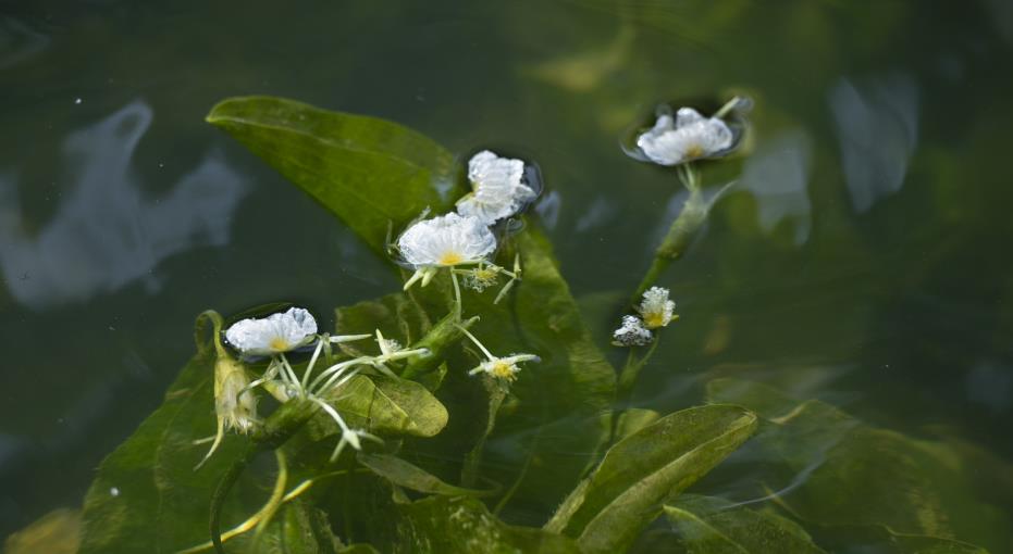 滇池中的海菜花又回来了_fororder_1