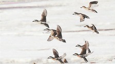 牡丹江畔野鸭纷飞