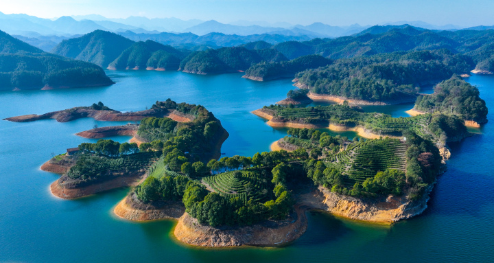 天气晴好淳安岛屿茶园春茶开摘