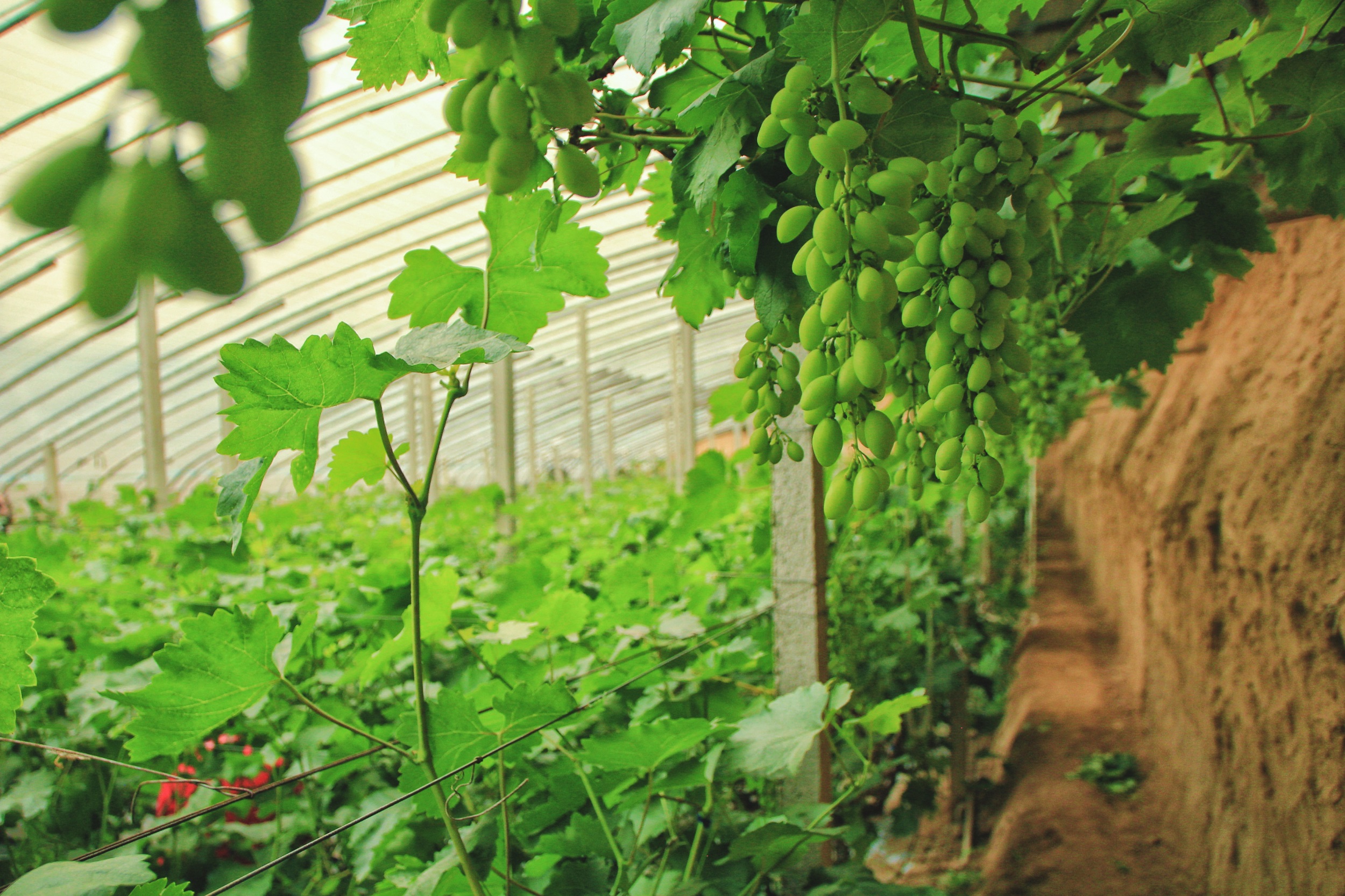 保定博野：葡萄大棚蔬果忙_fororder_3