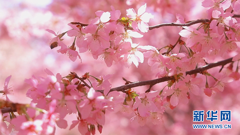 句容：如雲似霞 淺粉櫻花帶來春日問候