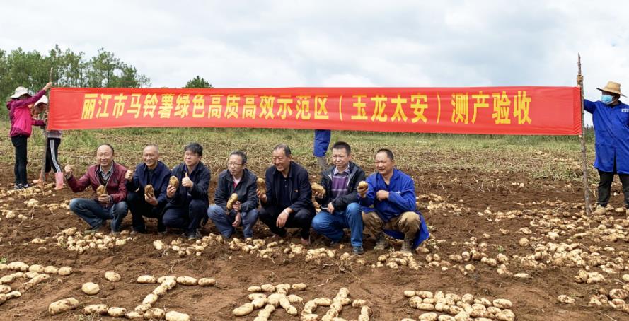 云南三个马铃薯品种入选2023年国家农作物优良品种推广目录_fororder_1