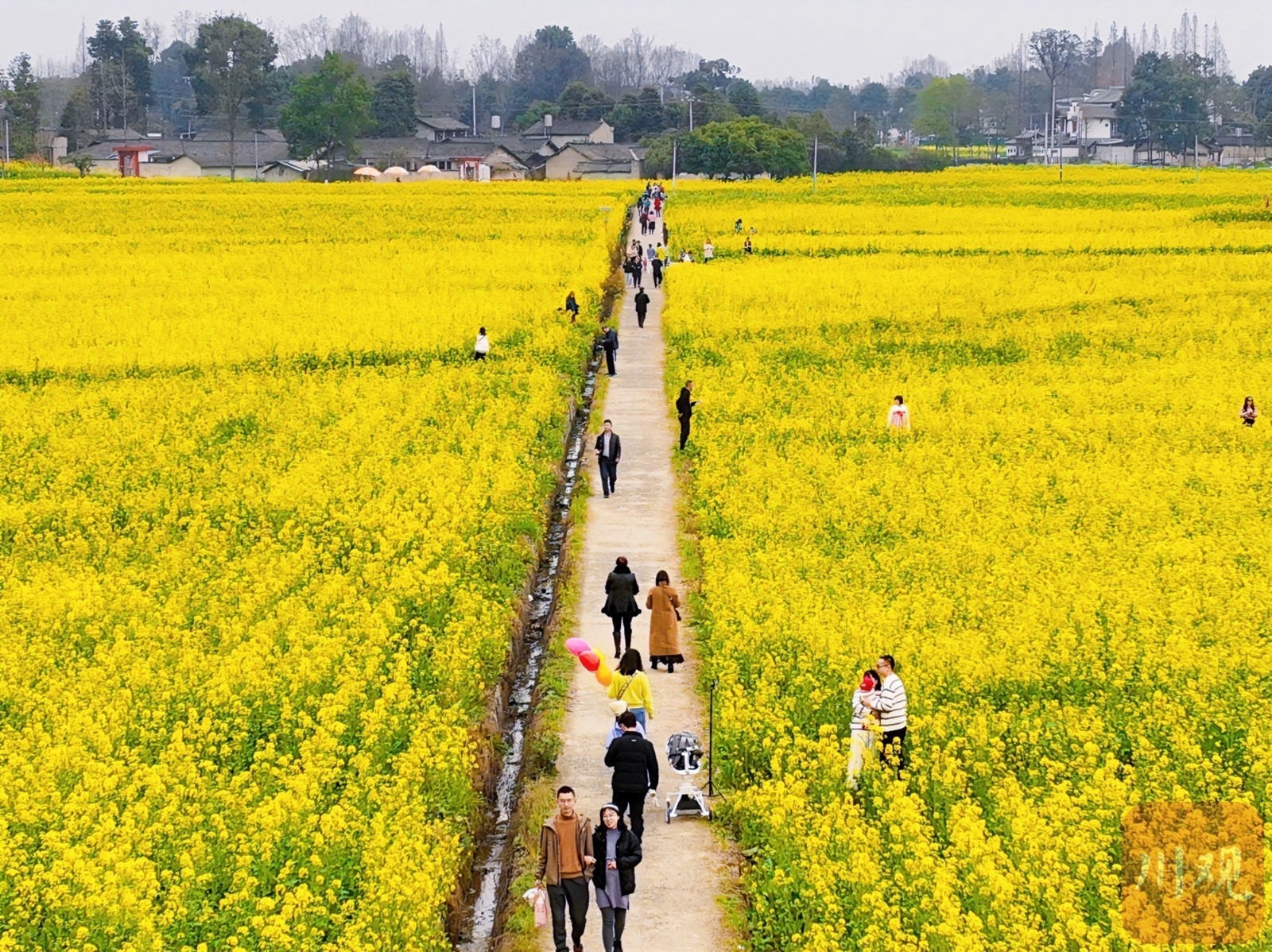 （轉載）多地油菜花開了！邛崍、崇州……遍地金黃