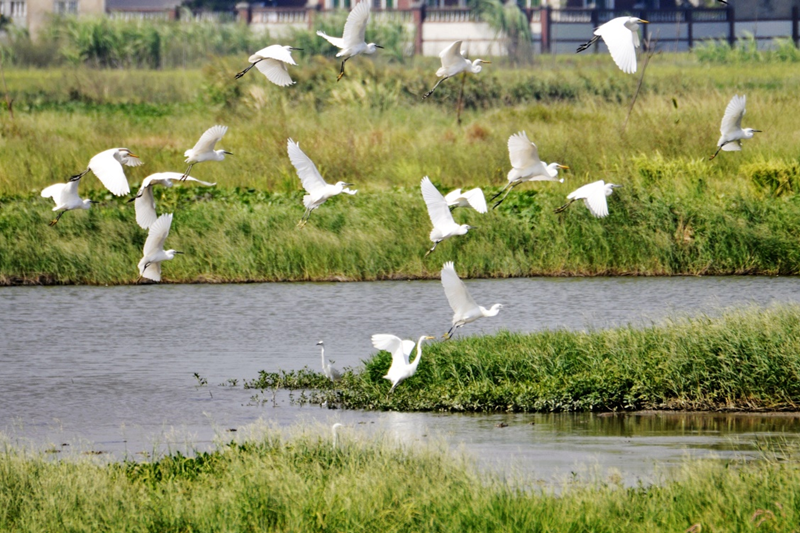 福建惠安：厚植生態底色 做好“山水”文章_fororder_圖片5