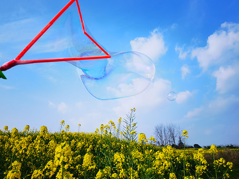 自贡富顺：油菜花竞相绽放 春日赏花正当时_fororder_1油菜花竞相绽放