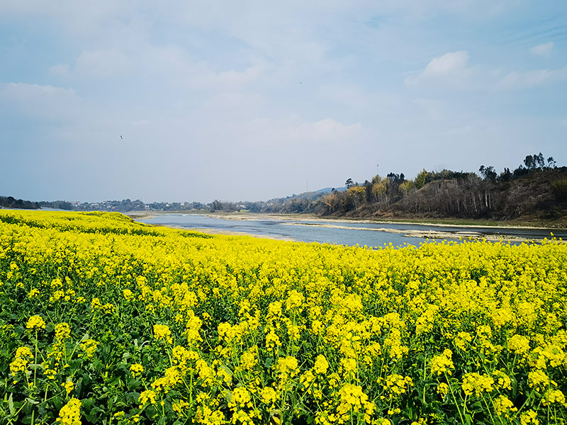 自贡富顺：油菜花竞相绽放 春日赏花正当时_fororder_4油菜花竞相绽放