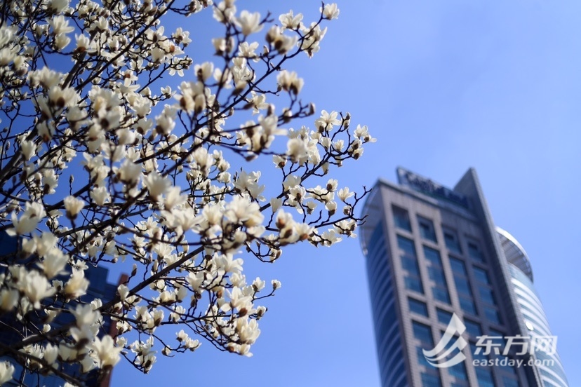 【文化旅游】上海人民广场的白玉兰开了