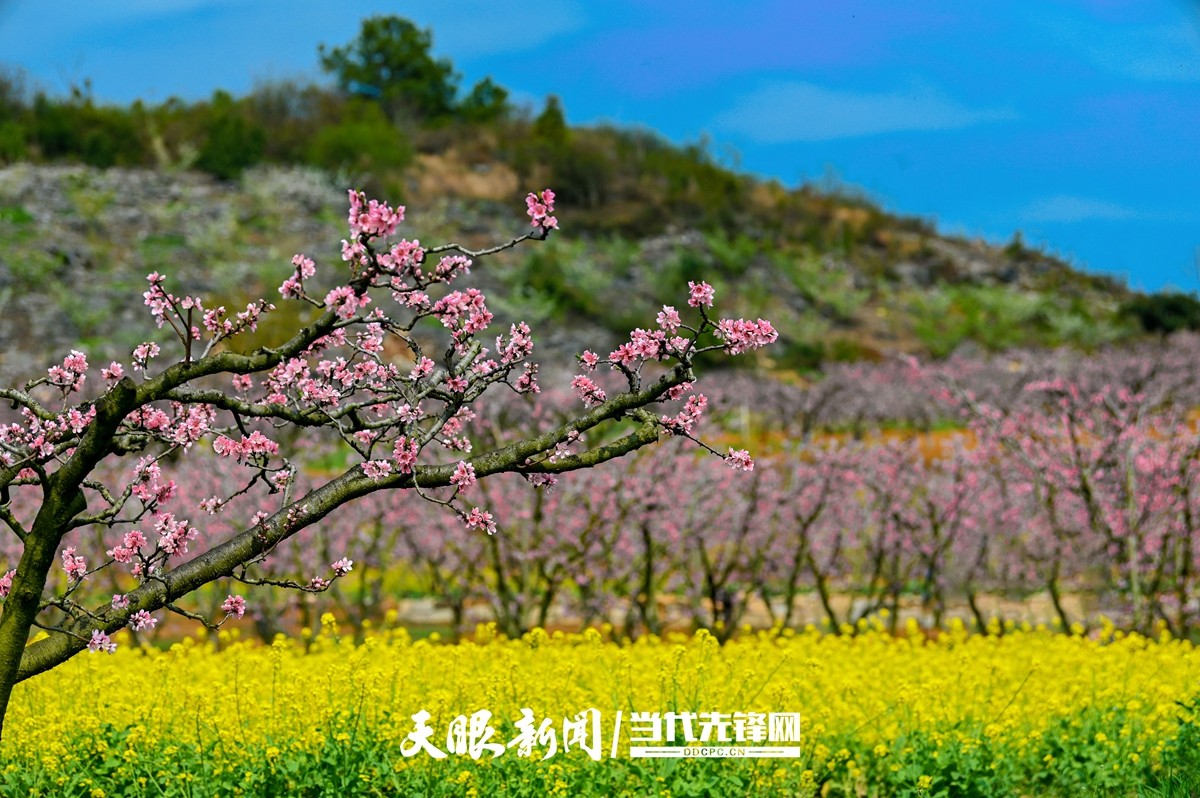贵阳永乐：灼灼桃花笑春风_fororder_微信图片_20230324082451
