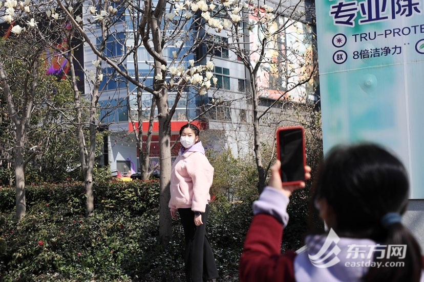 【文化旅遊】上海人民廣場的白玉蘭開了