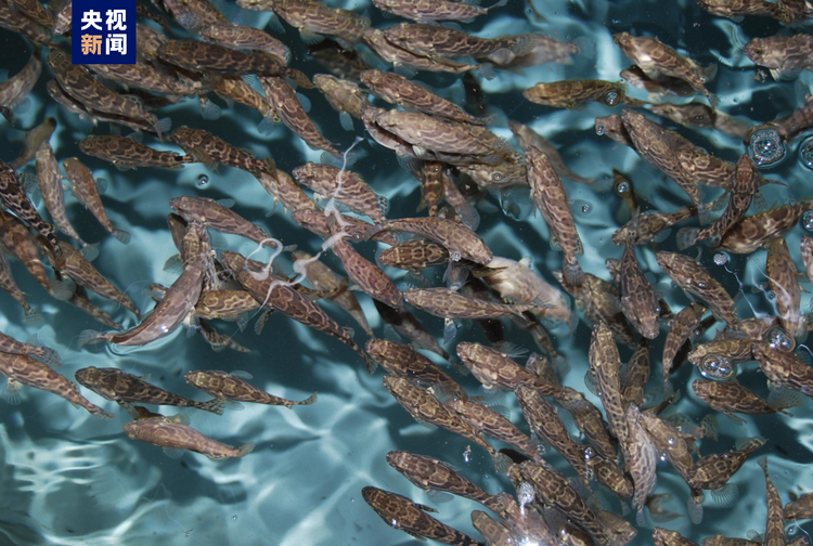 大海深处建粮仓 看广东发展海洋经济的“减法”“加法”“乘法”