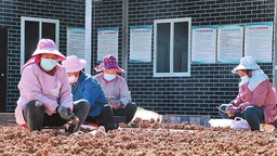 怒江蘭坪：中藥材種植鋪就村民致富路