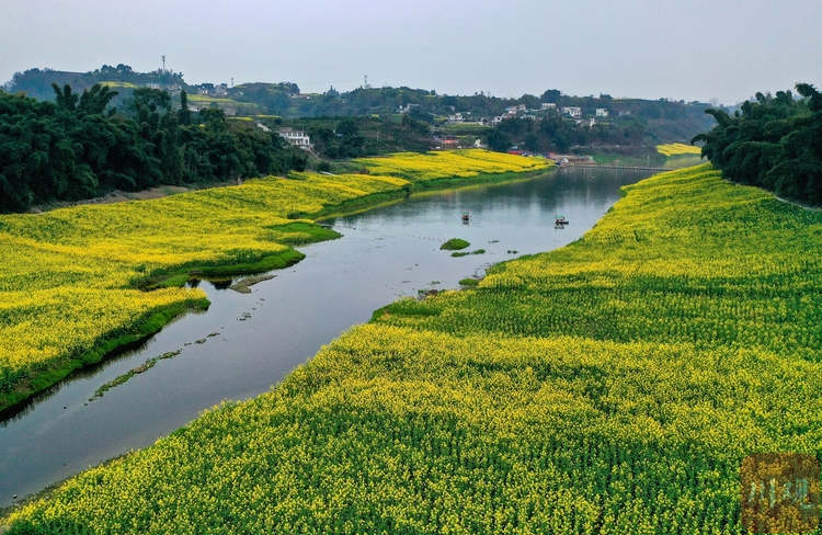 2023年2月26日,四川省宜宾市江安县阳春镇安乐村的油菜花开,乡村弥漫