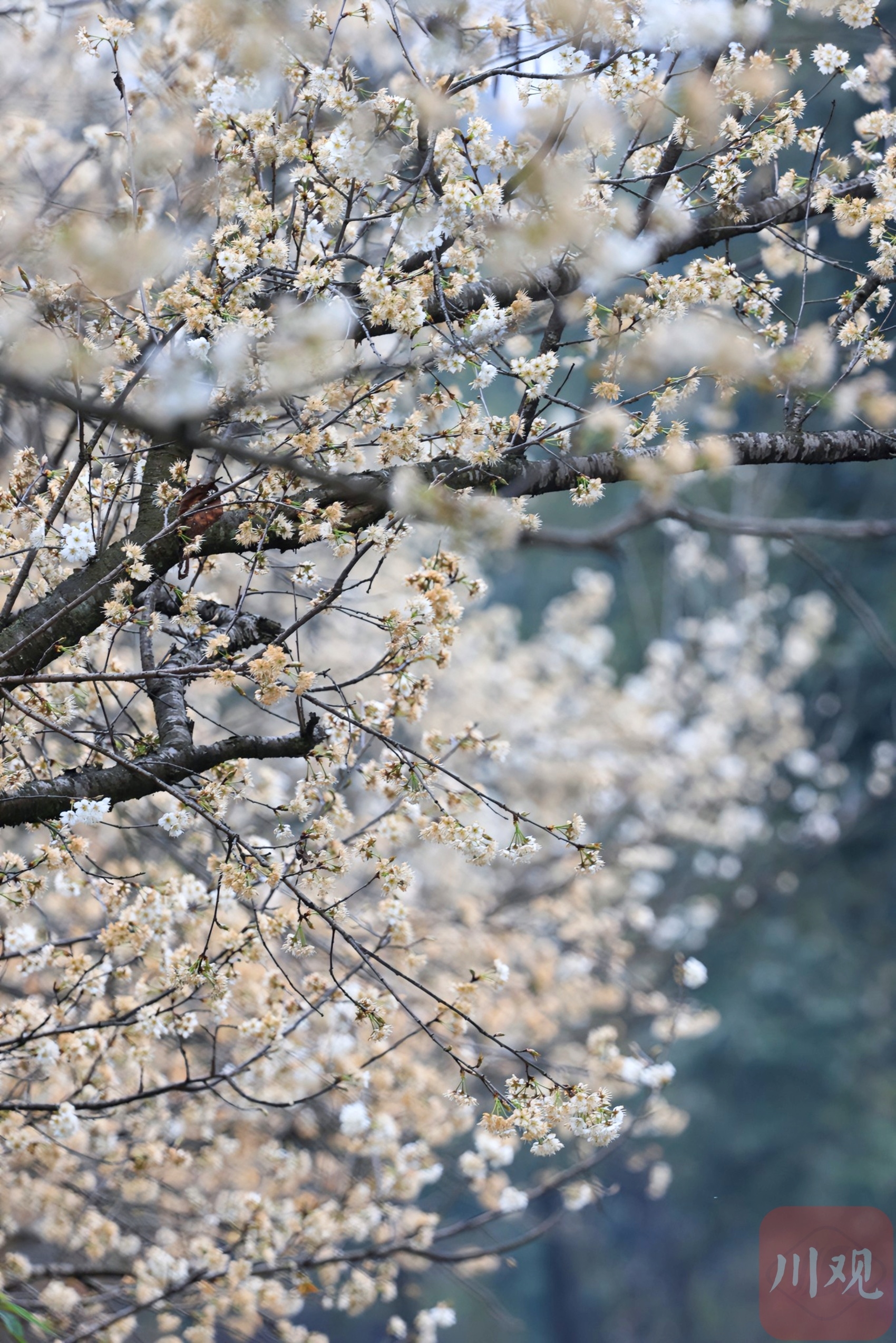 （轉載）崇州道明：櫻桃花開，繁盛如雪