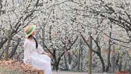 （转载）崇州道明：樱桃花开，繁盛如雪