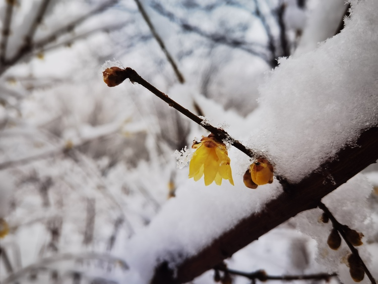 Donghuan Park in Shijiazhuang: Picturesque Snow Scenes_fororder_73