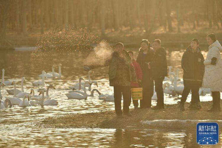 遼寧北票迎來越冬白天鵝