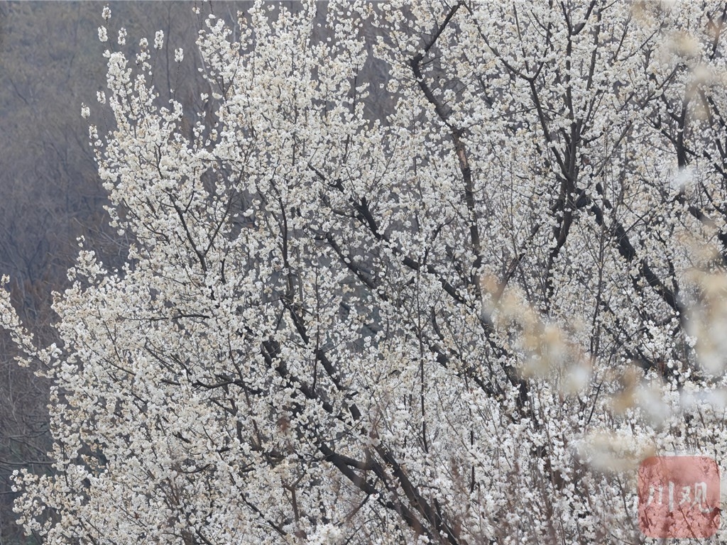 （转载）崇州道明：樱桃花开，繁盛如雪