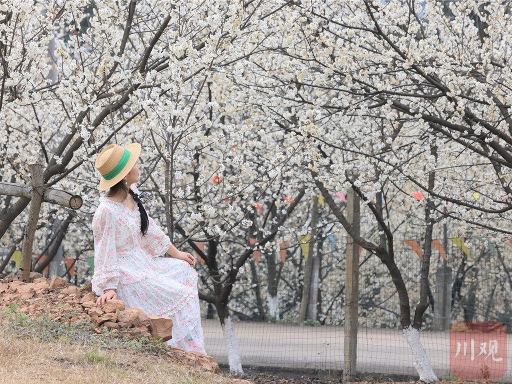 （转载）崇州道明：樱桃花开，繁盛如雪