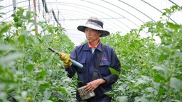 雲南楚雄：“四輪驅動”促農持續增收