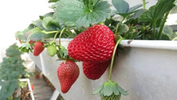 【酒泉】酒泉瓜州：草莓采摘正当时 “莓好时光”约起来
