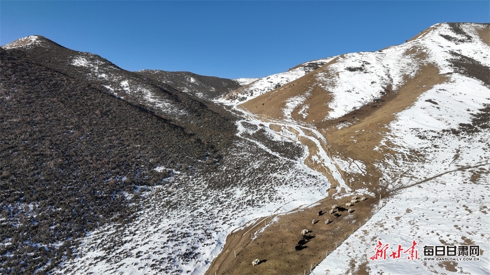 【轮播】武威天祝：雪山冰峰相拥 山峦草原宁静_fororder_6