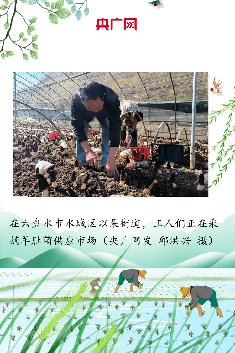 贵州：绘好“春耕图” 孕育“丰收景”