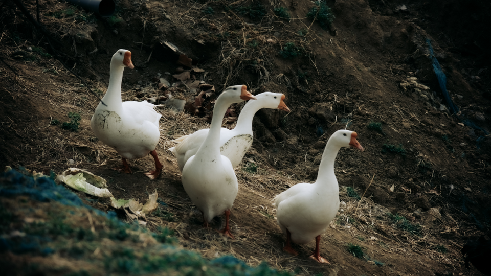 山东济南：锦鲤争艳迎春日氛围