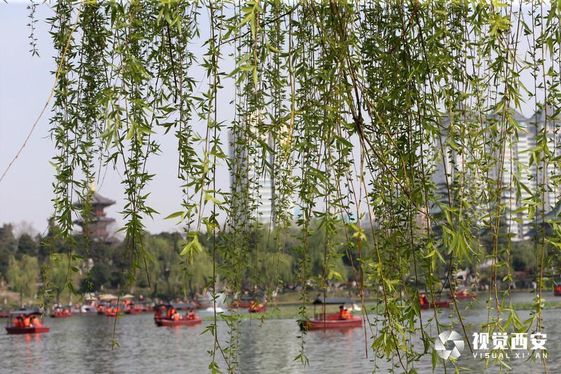 興慶宮公園花如海 人似潮